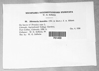 Alternaria brassicae image